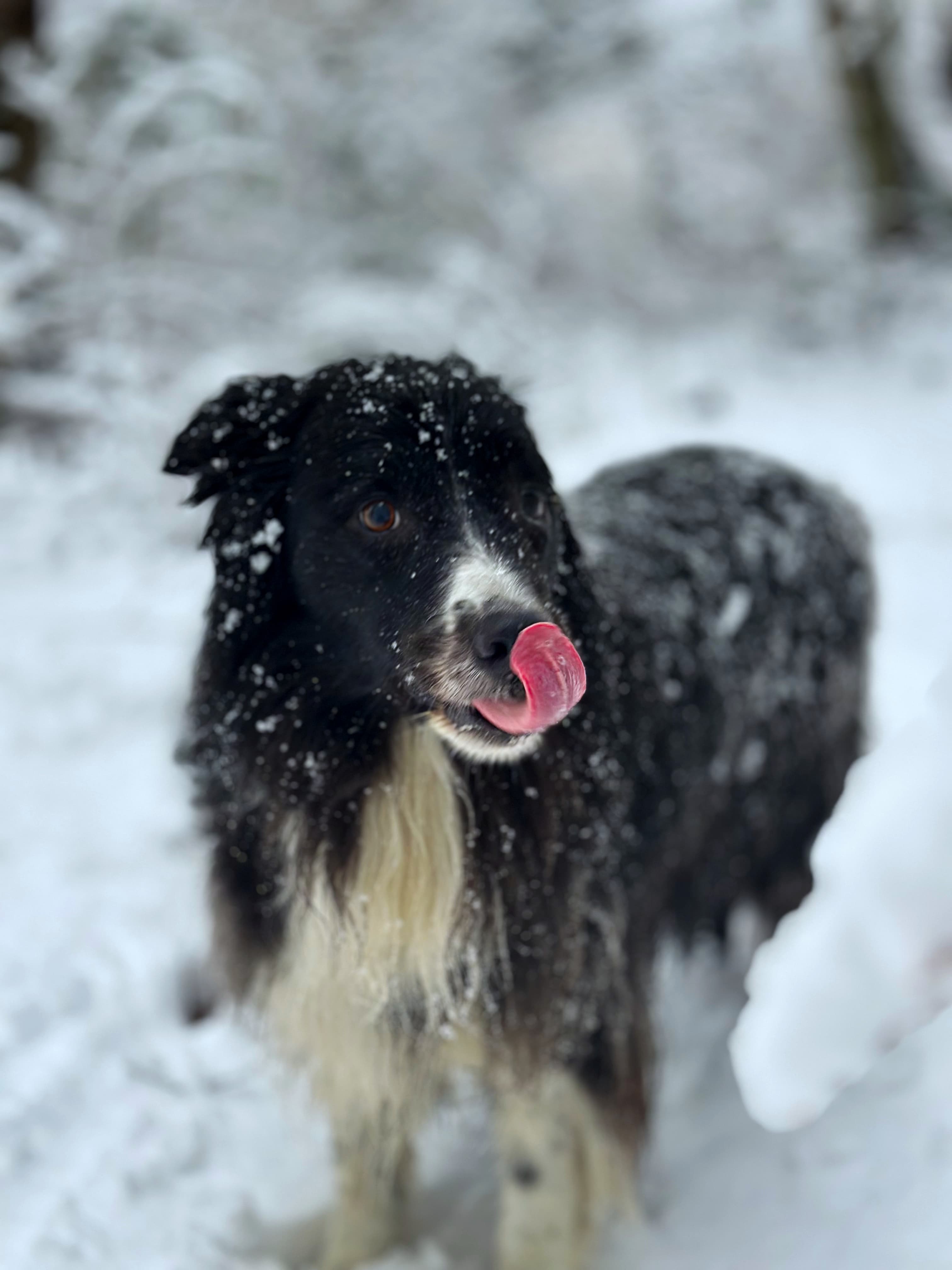Aron im Schnee, Februar 2025