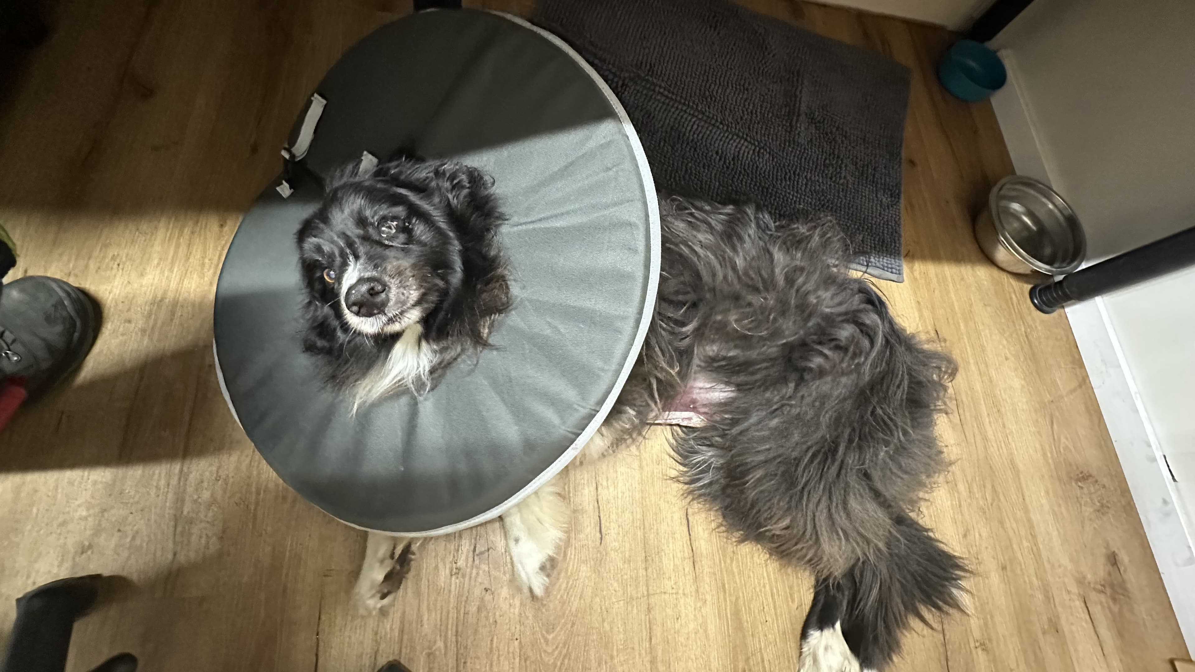 Aron nach der Operation mit Schutzkragen